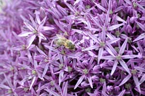 Biene auf Blüte. Foto: Susanne Benz