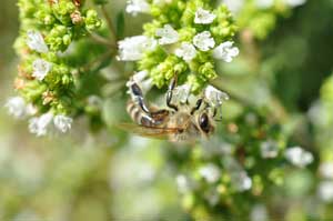 Biene auf Blüte. Foto: Susanne Benz
